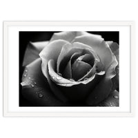 Ethereal Monochromatic Rose Petal Macro