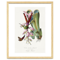 Paul Gervais – Hummingbird Painting (1842)