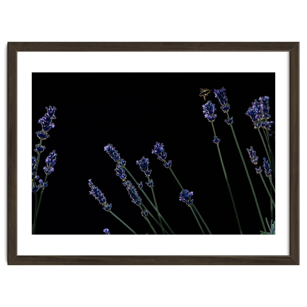 Honeybee and lavender