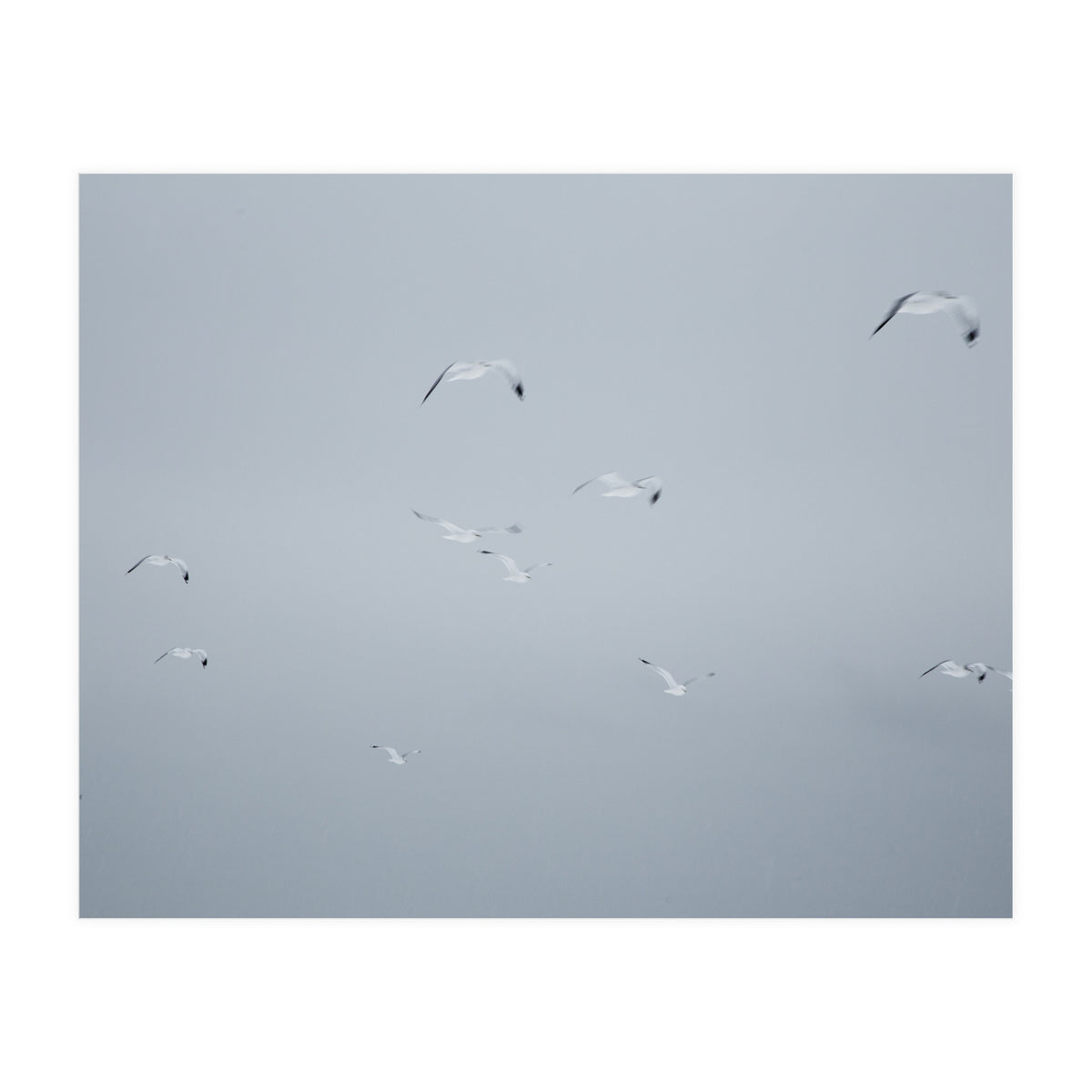 Flying seagulls in the winter sky (Print Only)