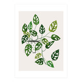 Monstera Obliqua Plant (Print Only) thumbnail
