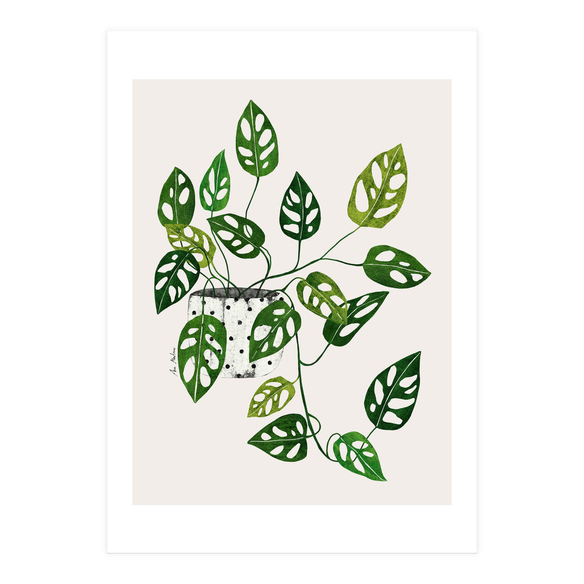 Monstera Obliqua Plant (Print Only)
