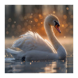 Majestic Swan Gliding On Water During Sunset Golden Hour Wildlife (Print Only) thumbnail