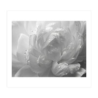 Ethereal Monochromatic Peony Petal Macro (Print Only)