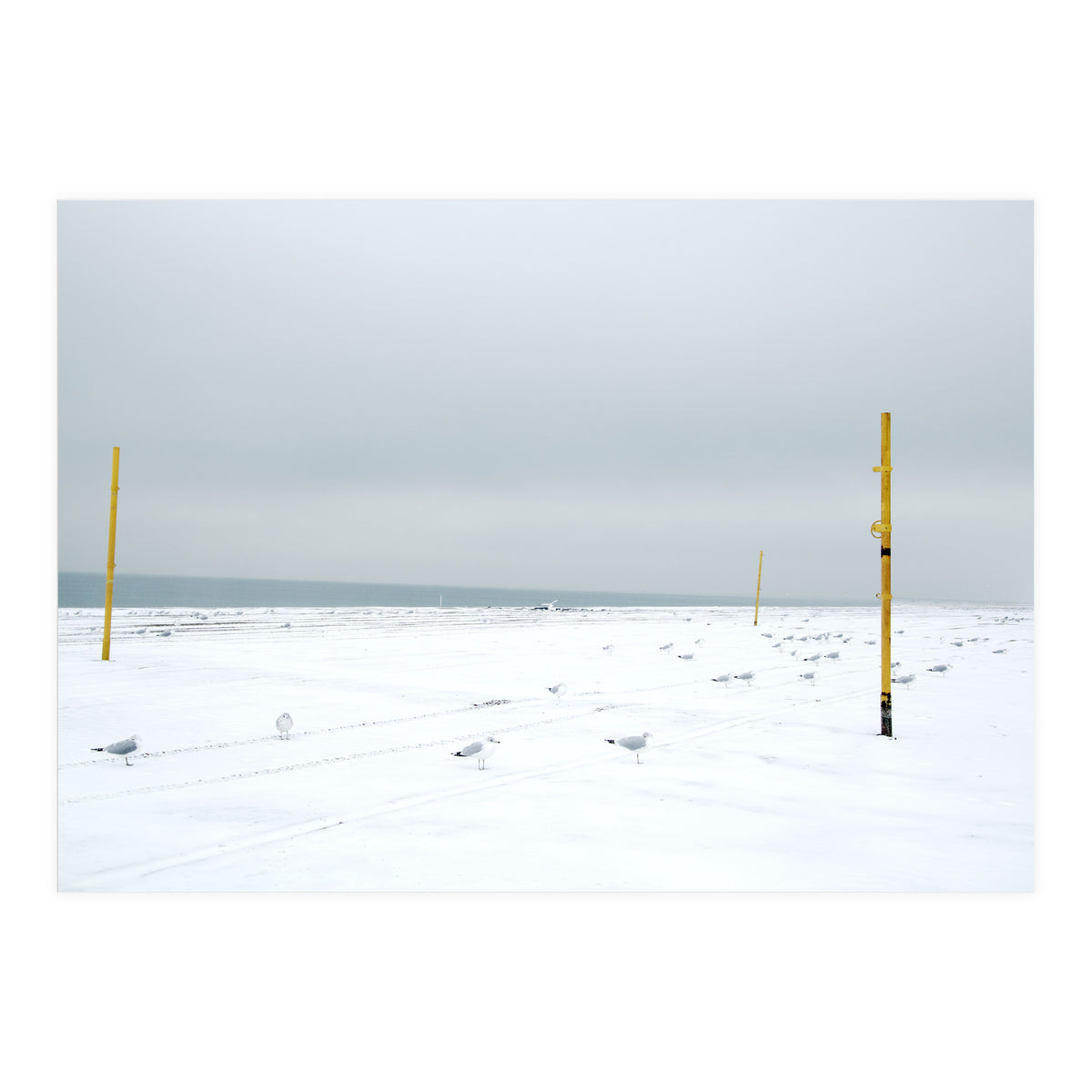 Seagulls in between the volleyball poles in winter snow beach (Print Only)