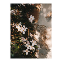Pink flowers in the shadow (Print Only)