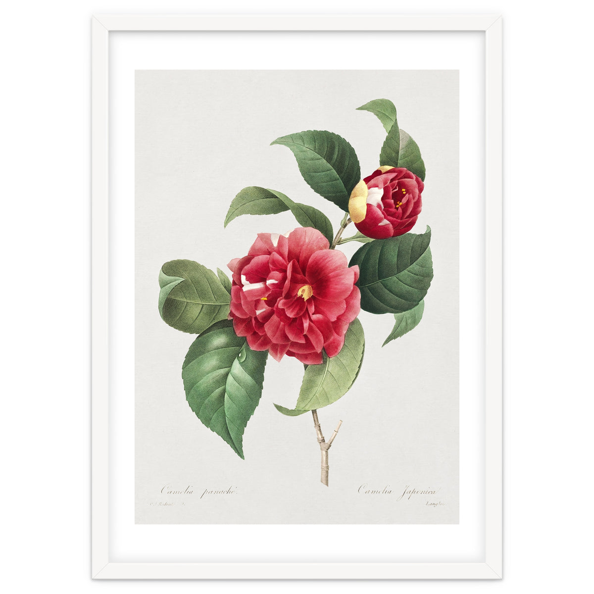 Pierre-Joseph Redouté – Finest Flowers and Fruits (1833)