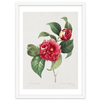 Pierre-Joseph Redouté – Finest Flowers and Fruits (1833)