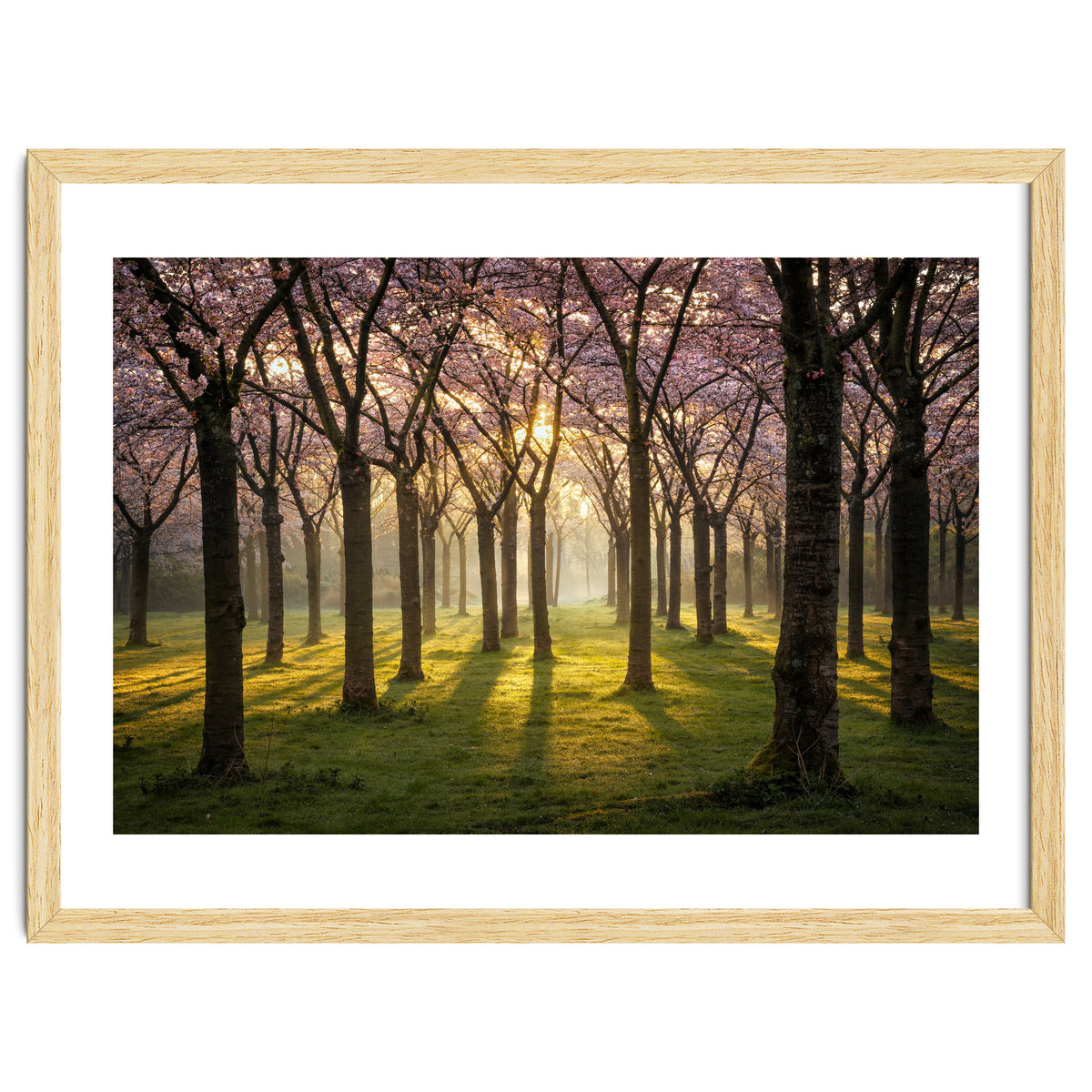 Blooming cherry trees in soft morning light