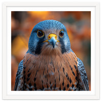 Close Up Of A Kestrel Bird Of Prey Portrait