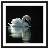 Elegant Swan Floating Gracefully On Dark Water thumbnail