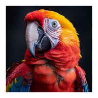 Scarlet Macaw Parrot Head Detailed Portrait Black (Print Only)