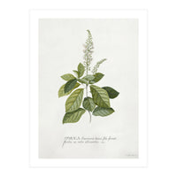 Georg Dionysius Ehret – Cinnamomum Illustration (1708–1770) (Print Only)