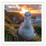 Albatross Bird On Grassy Cliff At Sunset thumbnail