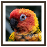 Sun Conure Parrot Bird With Water Droplets thumbnail