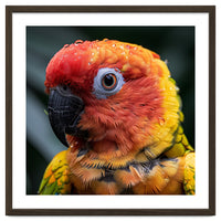 Sun Conure Parrot Bird With Water Droplets
