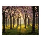 Blooming cherry trees in soft morning light (Print Only) thumbnail