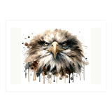 Fierce Bald Eagle Portrait (Print Only) thumbnail