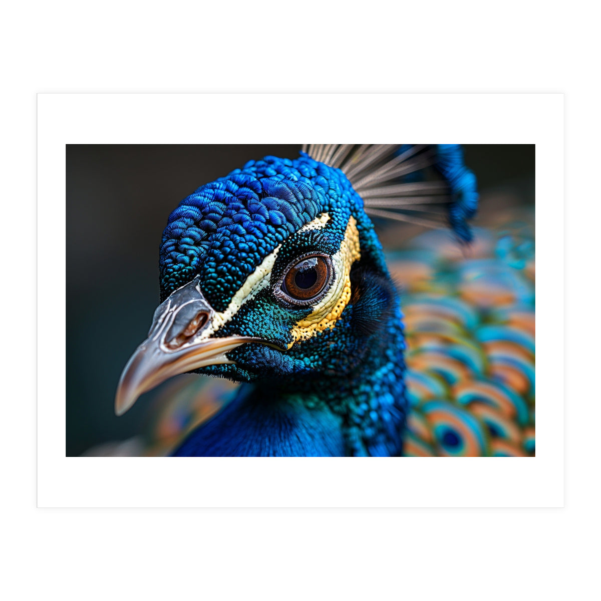Close Up Of A Peacock Head And Eye (Print Only)