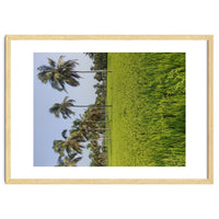 The Paddy Fields of Kerala, South India