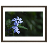 BLOSSOM. thumbnail