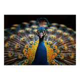 Close Up Peacock Displaying Its Feathers (Print Only) thumbnail