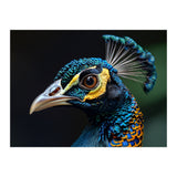 Close-up of a Peacock’s Head (Print Only) thumbnail