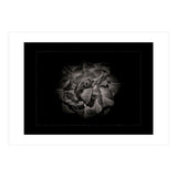 Backyard Flowers In Black And White No 81 with Border (Print Only) thumbnail