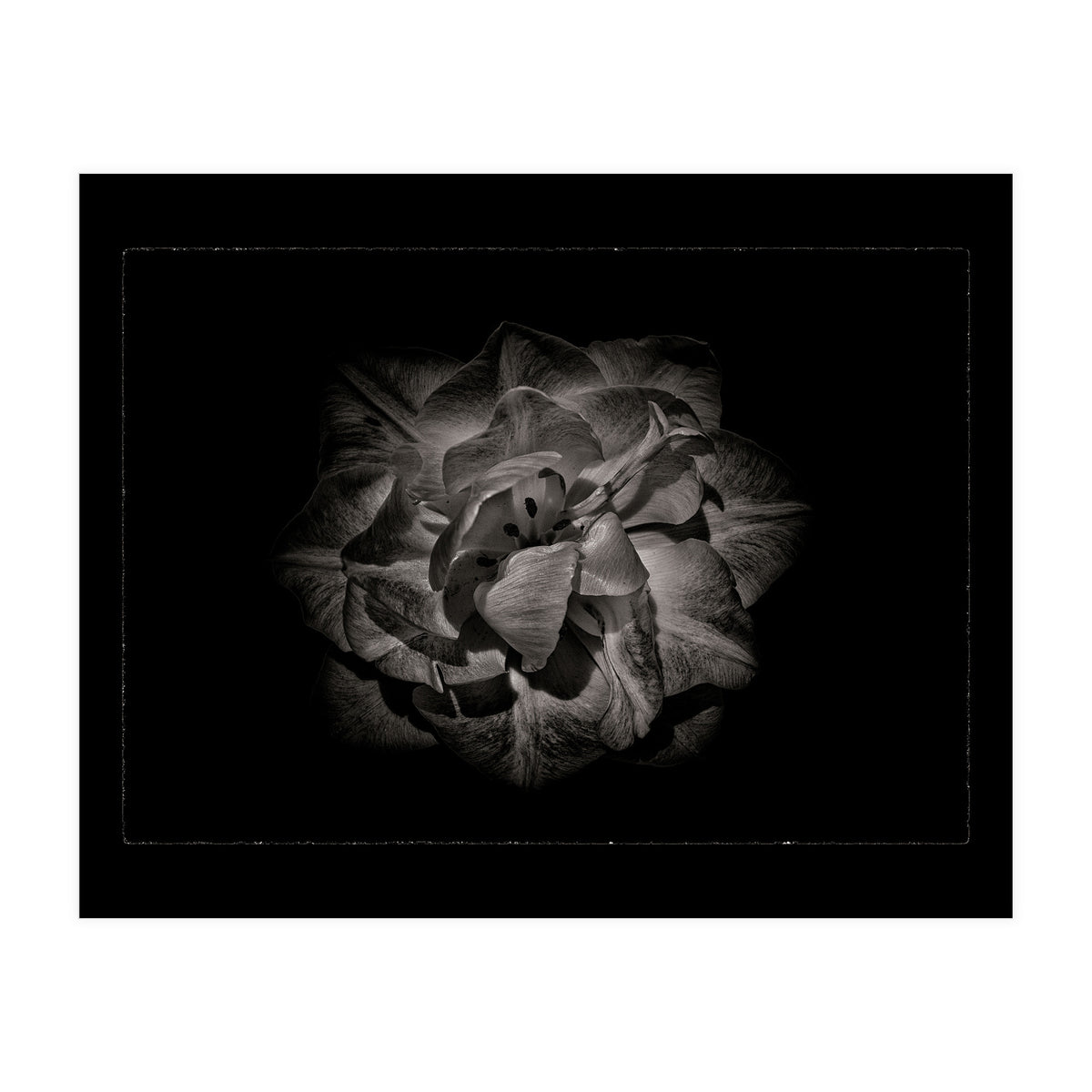 Backyard Flowers In Black And White No 81 with Border (Print Only)