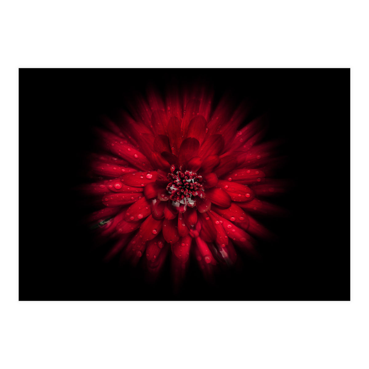 Backyard Flowers No 45 Color Flow Version (Print Only)