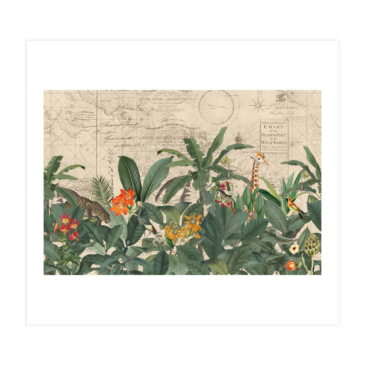 Explore The New World Wild Animals (Print Only)