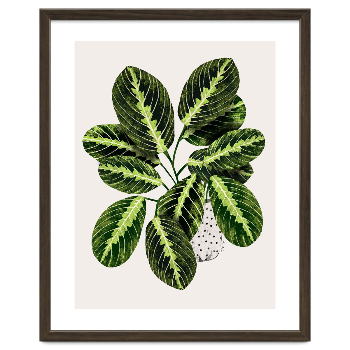 Maranta Plant