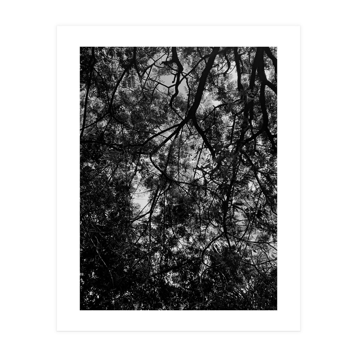 Tree From Below Black Silhouette (Print Only)