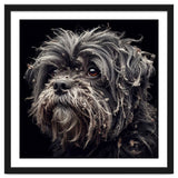 Old Dog 02 thumbnail