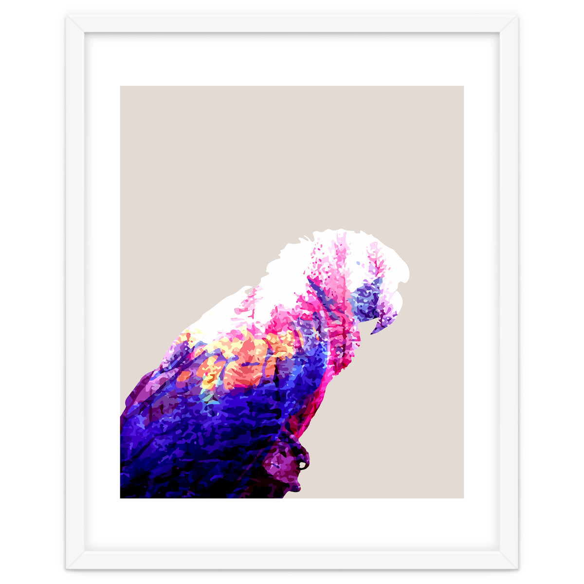 Macaw