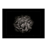 Backyard Flowers In Black And White No 81 with Border (Print Only) thumbnail