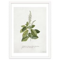 Georg Dionysius Ehret – Cinnamomum Illustration (1708–1770)