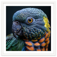 Close Up Portrait Of A Colorful Parrot's Face