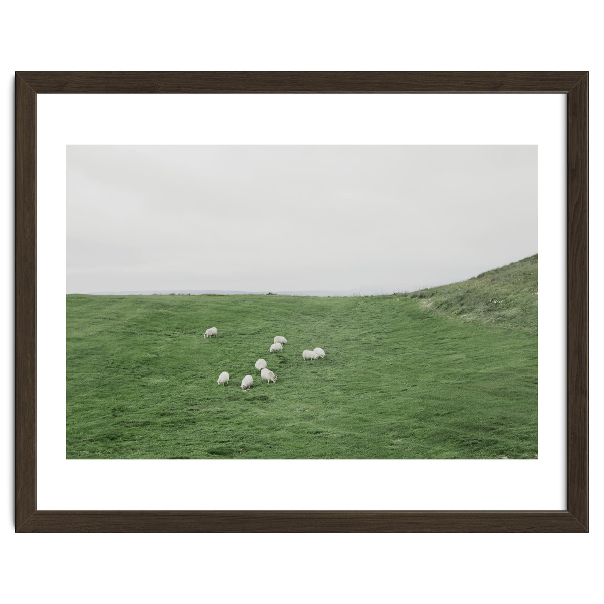 A flock of Sheep in the Green Hill - Iceland