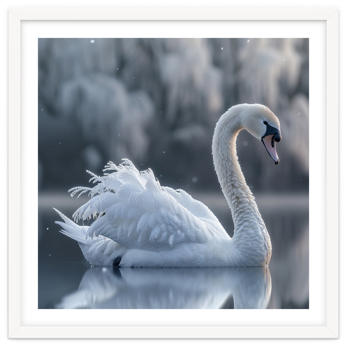 Majestic White Swan Gracefully Floating On Water