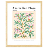 Australian Flora: Wax Flower thumbnail