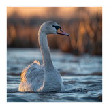 Elegant Swan Gliding On Water At Sunset (Print Only) thumbnail