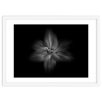 Backyard Flowers In Black And White No 28 Flow Version