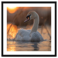 Majestic Swan Swimming At Sunrise Serene Water