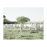 LIVING TOGETHER - WHITE COWS FAMILY (Print Only) thumbnail