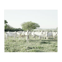 LIVING TOGETHER - WHITE COWS FAMILY (Print Only)