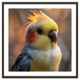 Cockatiel Parrot Portrait With Orange Cheeks thumbnail