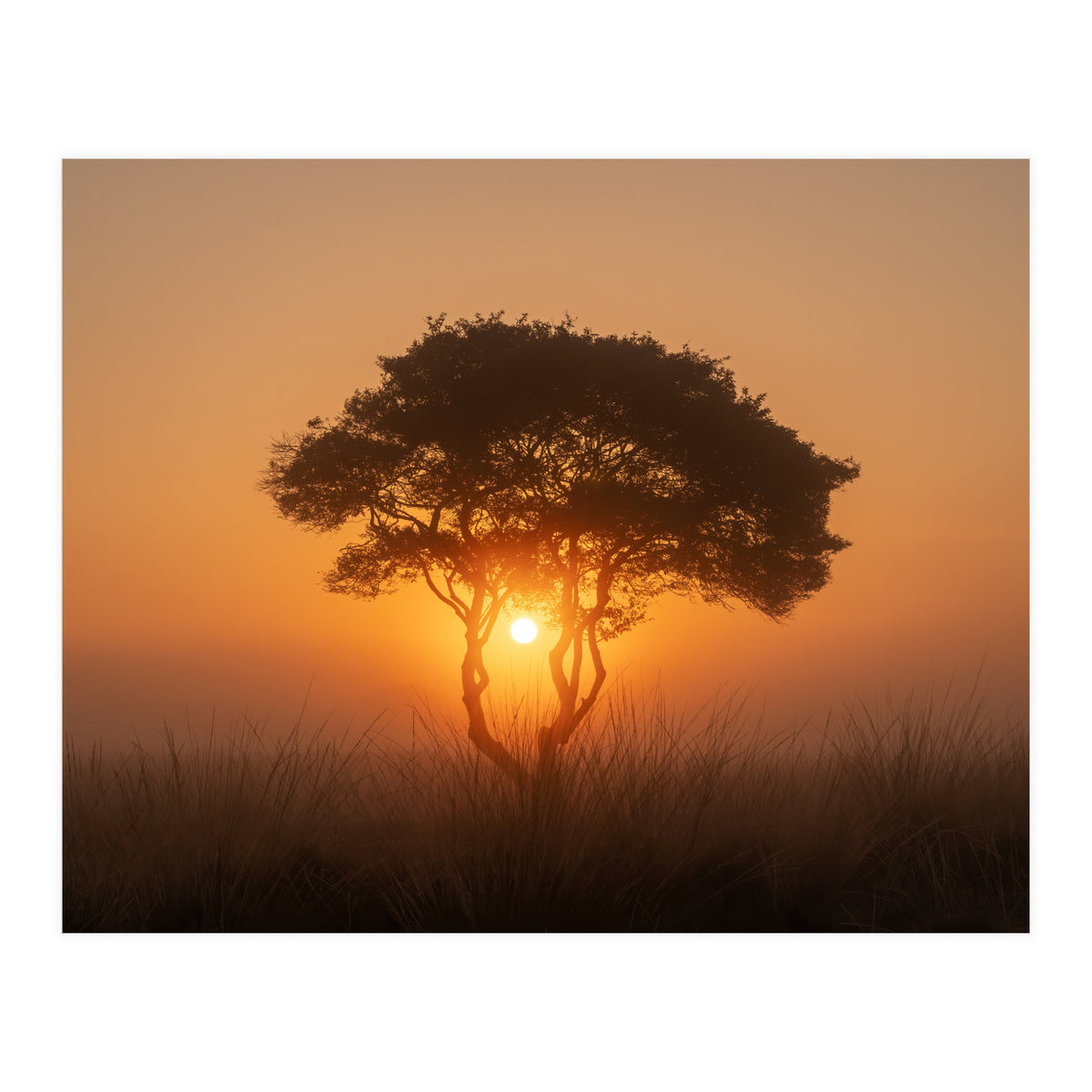 Tree at sunrise (Print Only)