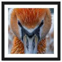 Close Up Of A Pelican's Beak With Water Droplets