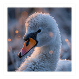 Close Up Frosty Swan Head During Golden Hour (Print Only) thumbnail
